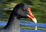 gallinule